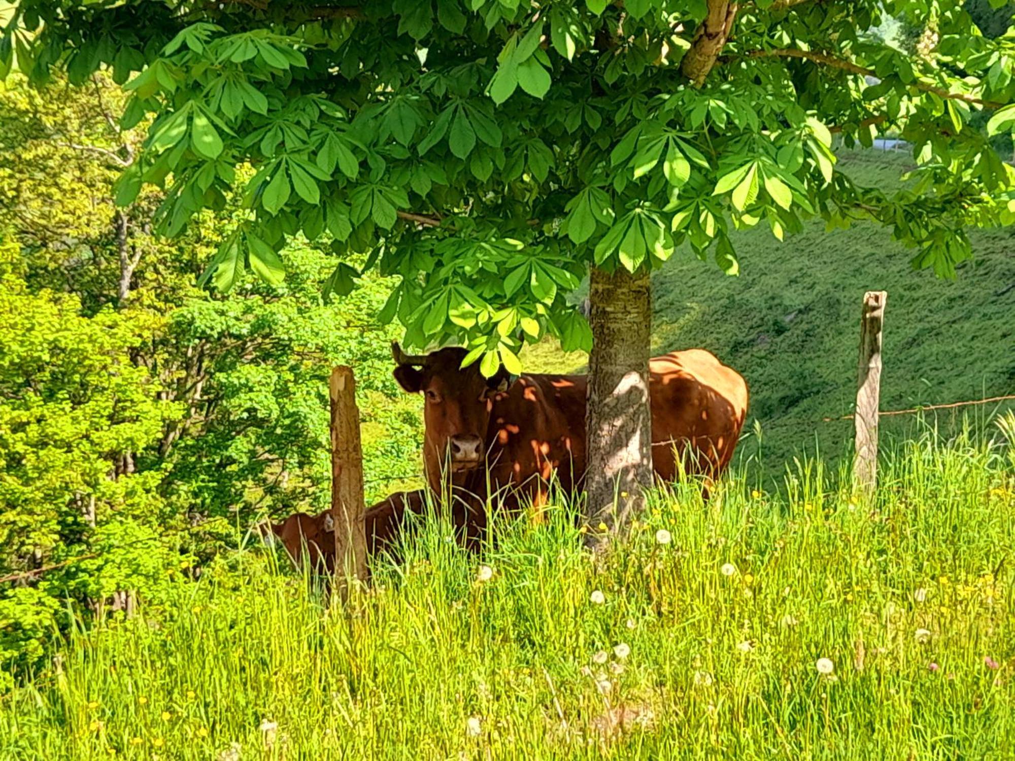 Hallmoosgut St. Johann im Pongau Exterior foto